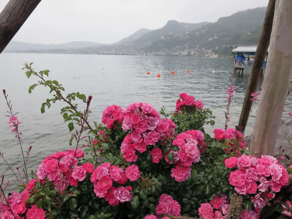 Flowers by the water. 