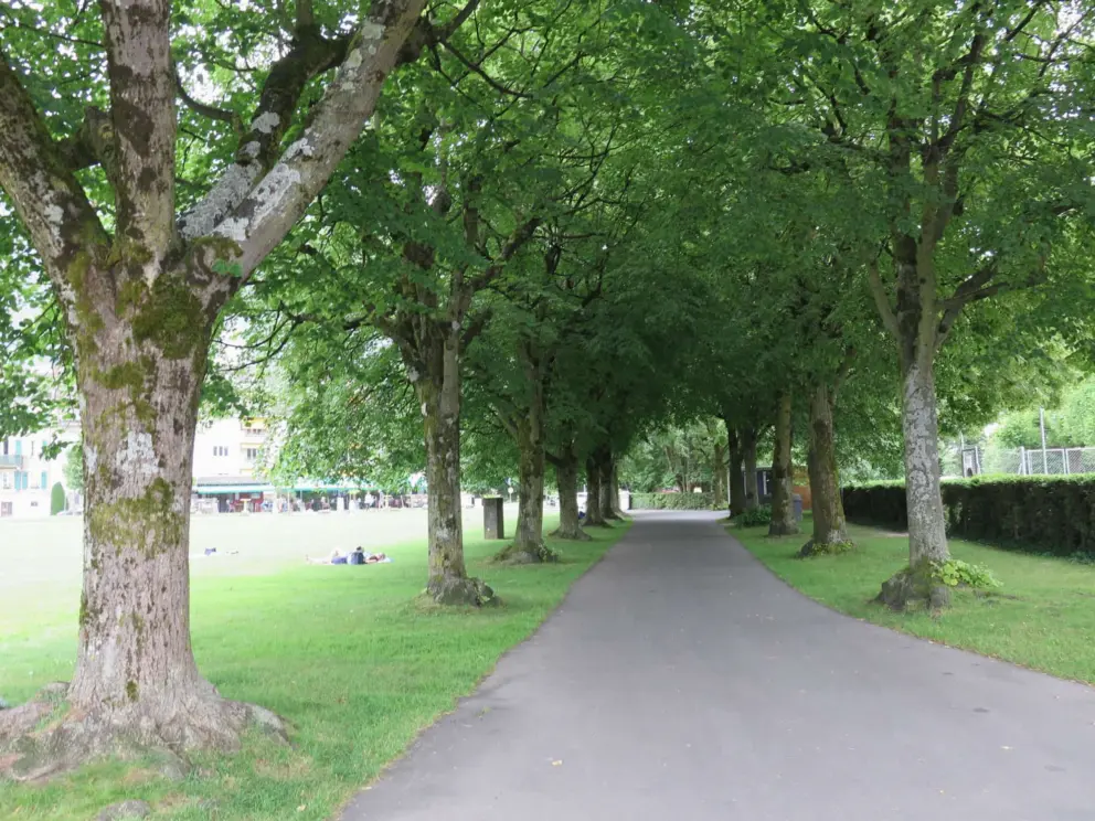 Tree canopy through the park. 