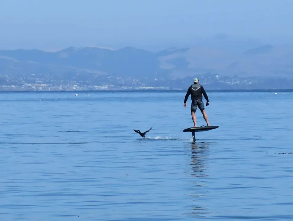 A foil surfer and a bird joining in. 