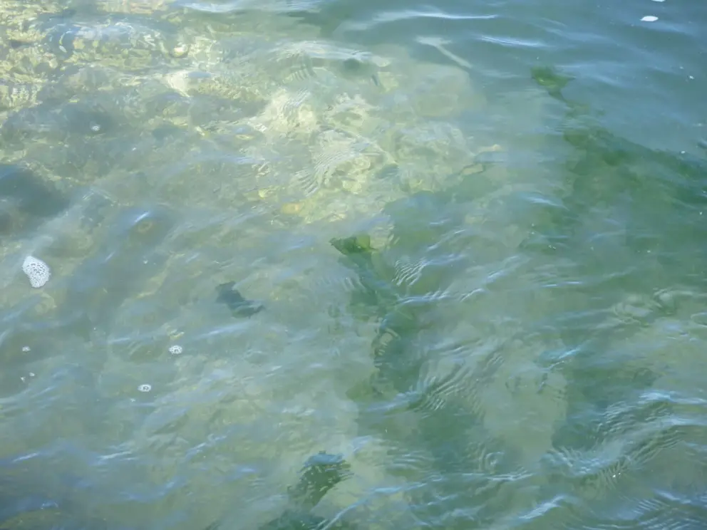 The seaweed making graceful shapes in the clear water. 
