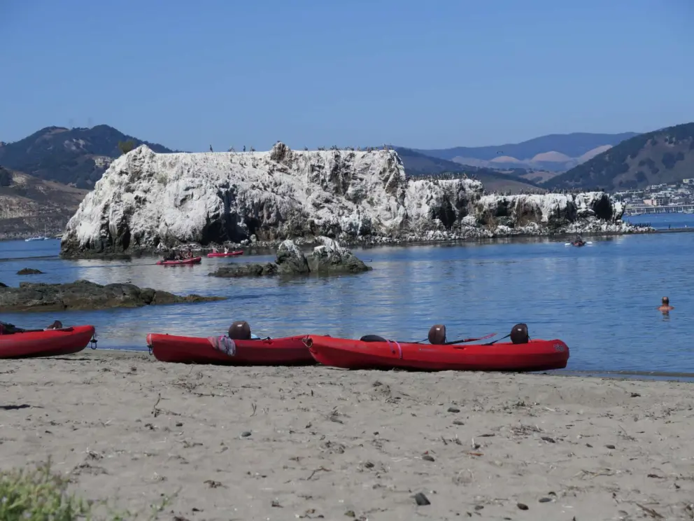 Kayaks, swimmer, and a bird island. 