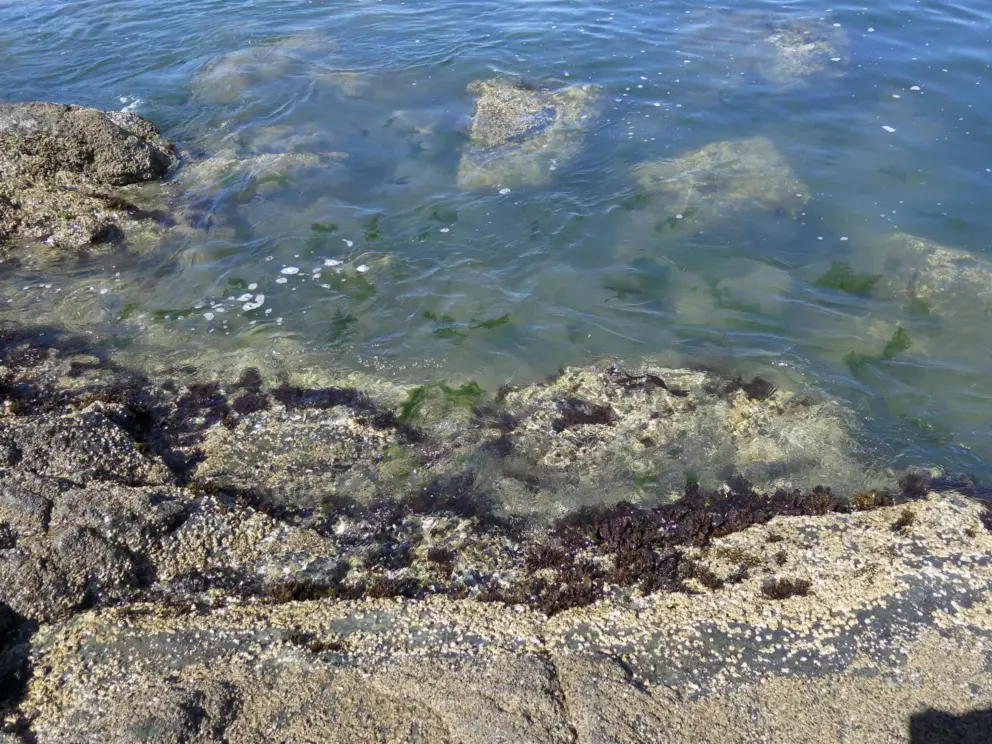 The tidepools are wonderful. 