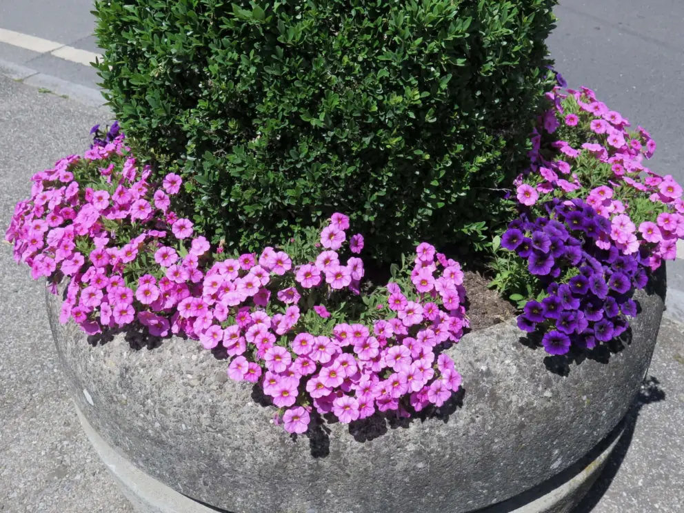 Flowers near the train station. 