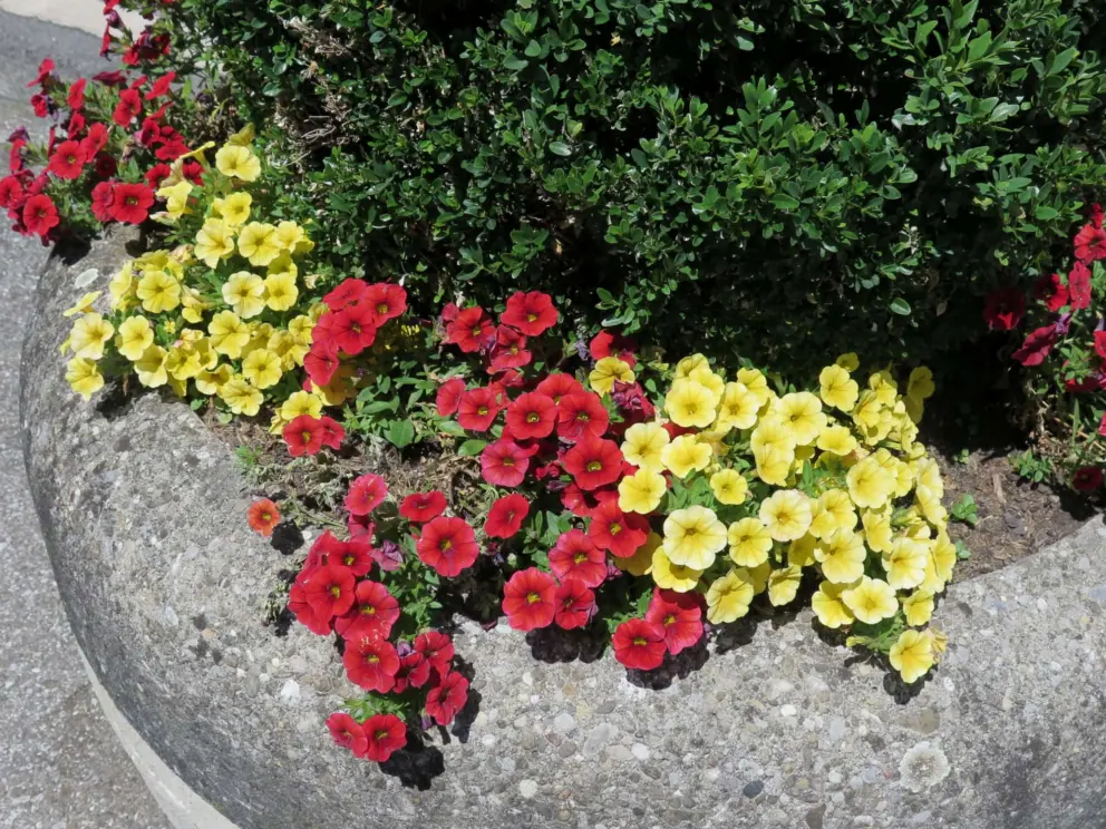 Red and yellow flowers in a planter near the train station. 