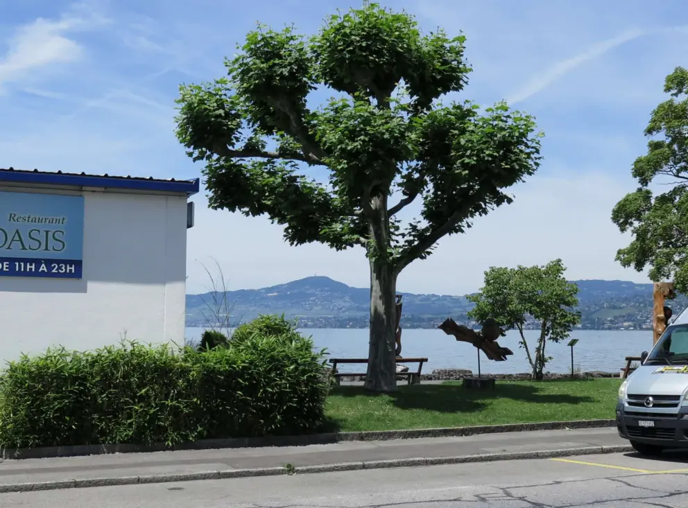 I love these trees on the promenade. 