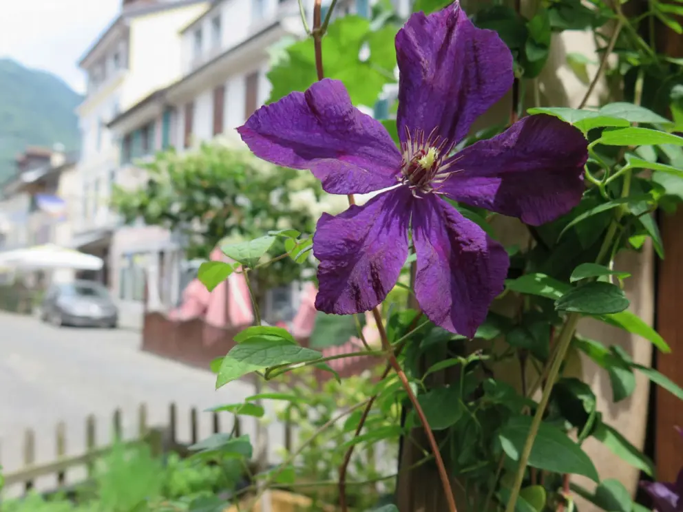 Purple flower in the town. 