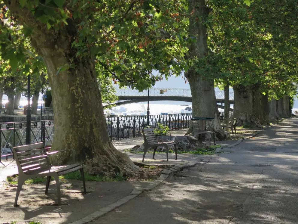 Benches by the tree-lined canal. 