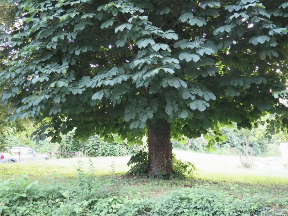 I love this tree with its amazing leaves. 