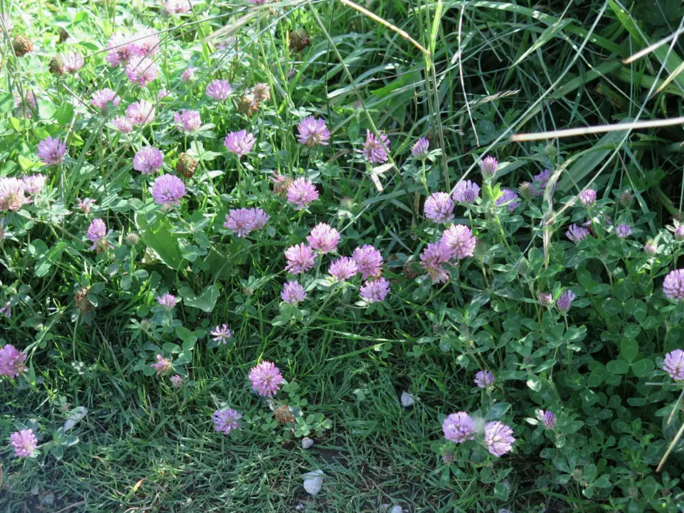 Purple flowers. 