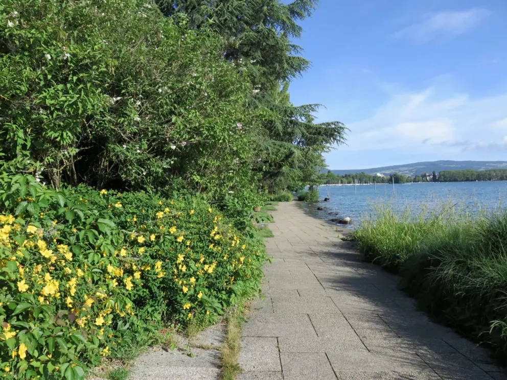 Yellow flowers beside the walking path. 