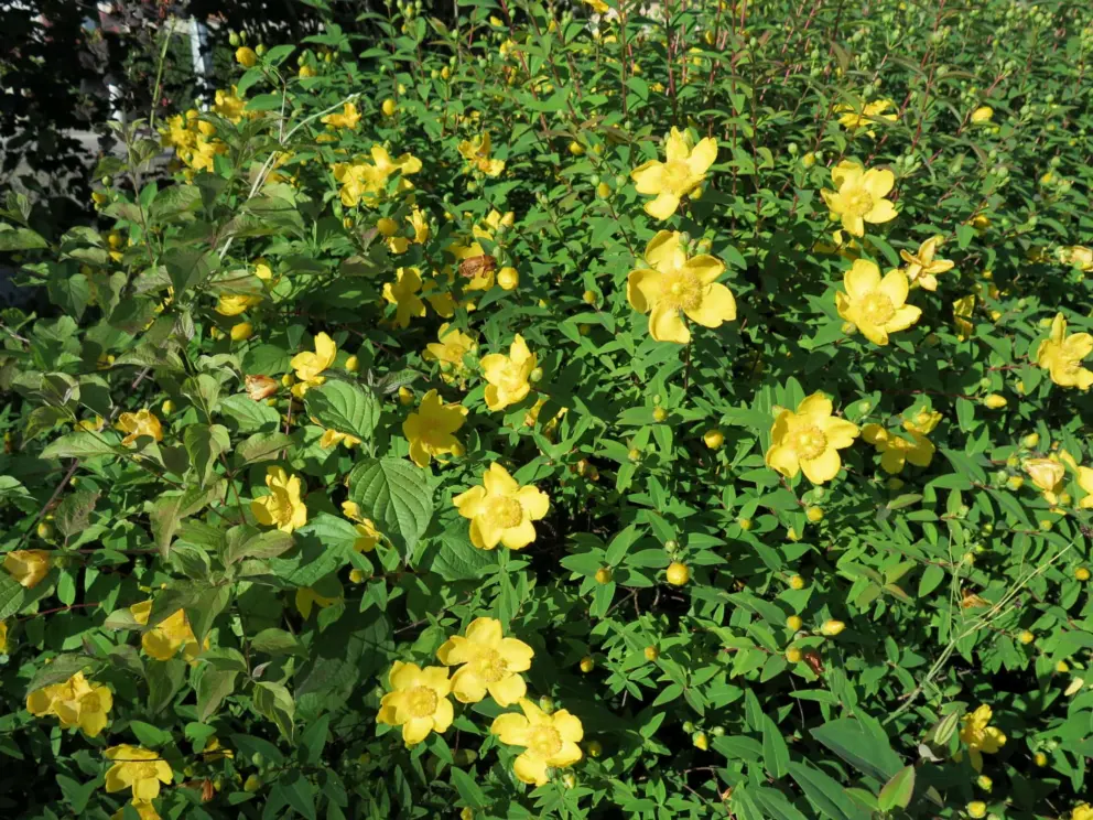 Yellow flowers galore. 