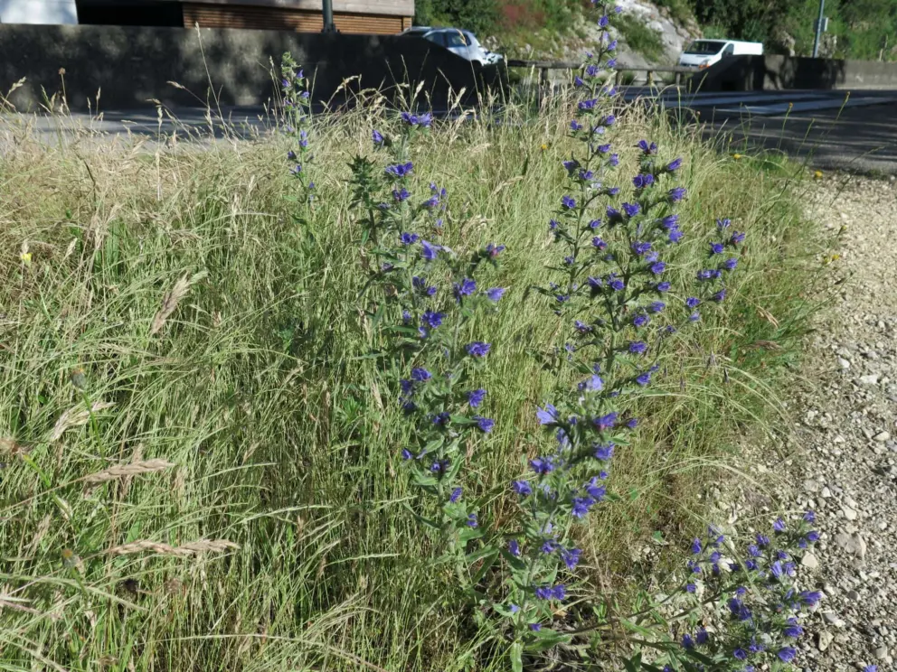 Purple flowers along the way. 