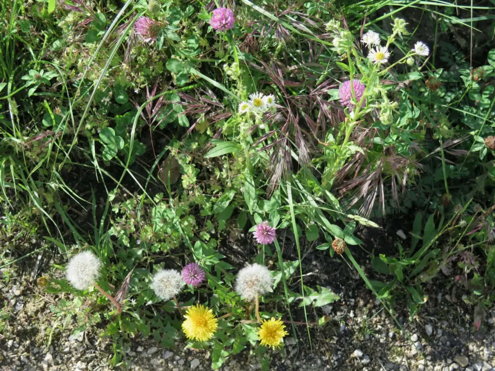 Flowers along the path. 