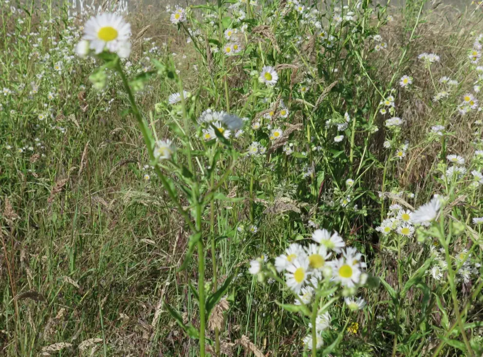 Daisies along the path. 