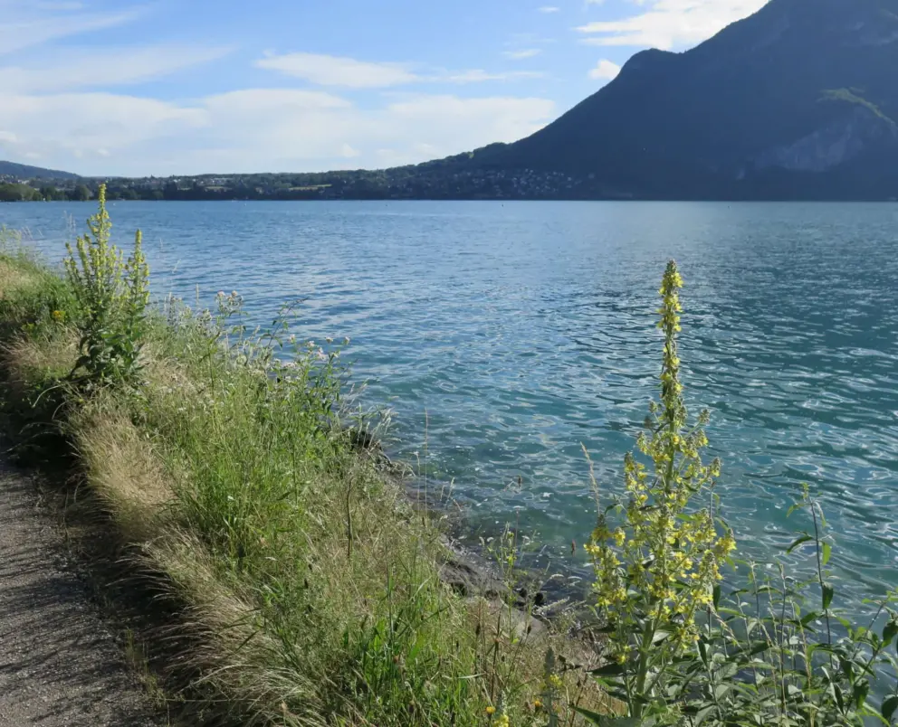 The lake is wonderful to walk along. 