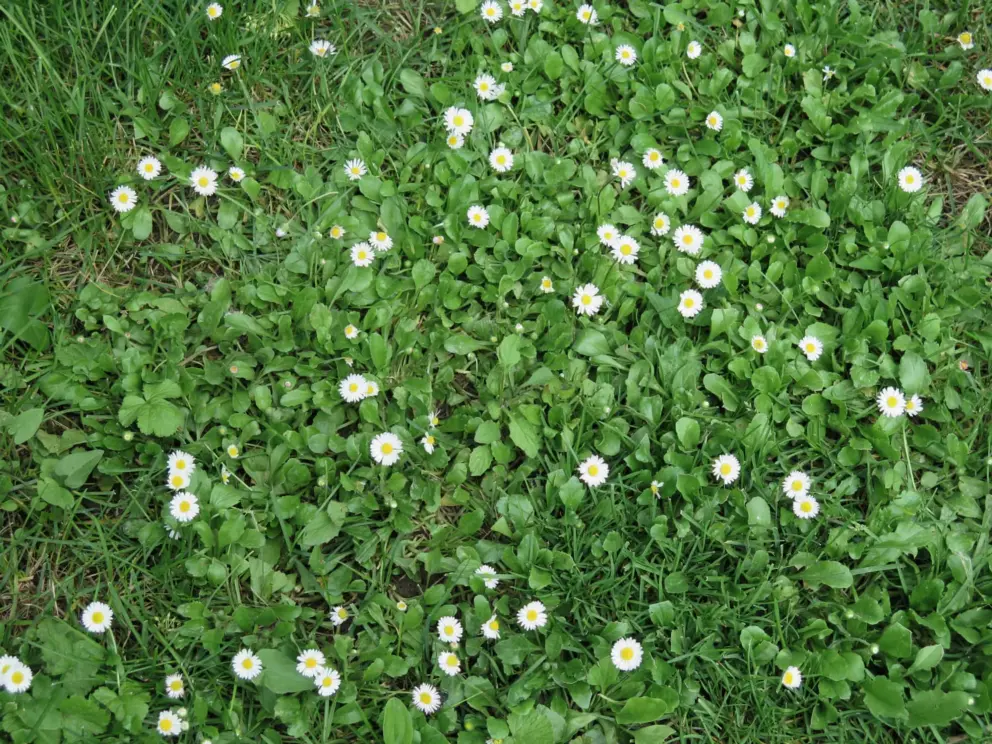Daisies at Parc Charles Bosson.
