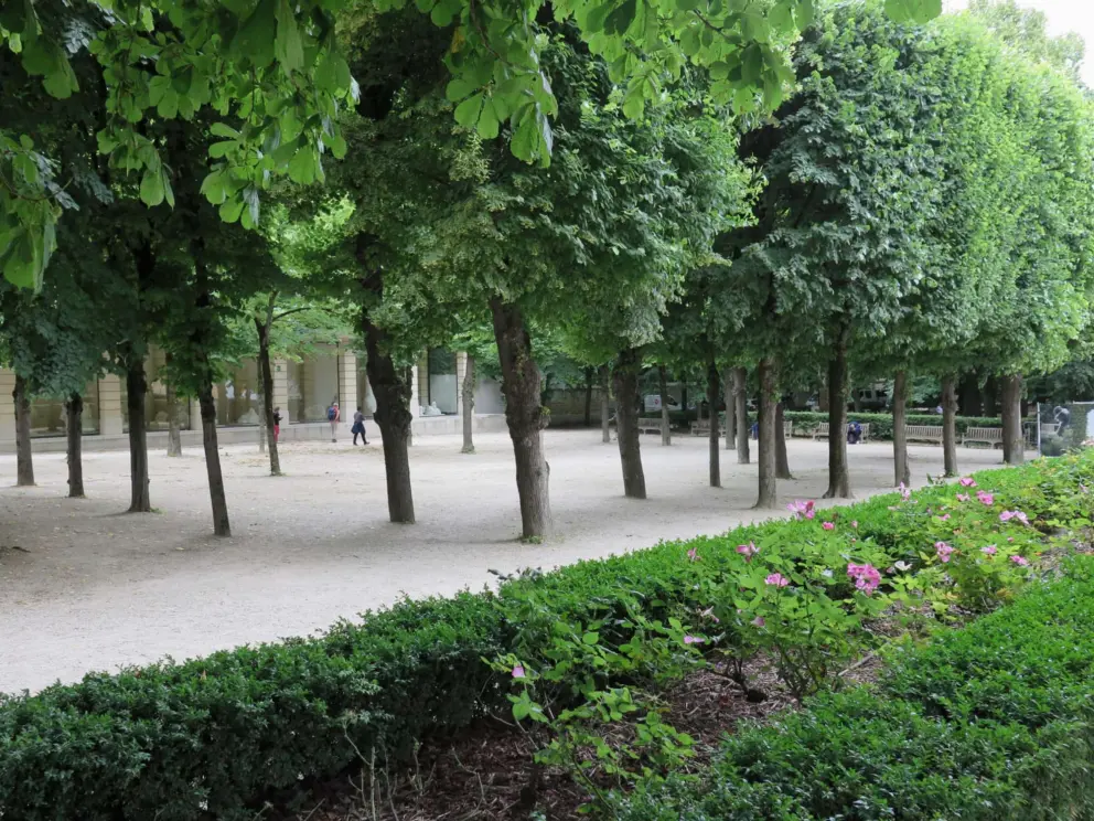 Trees in the garden. 