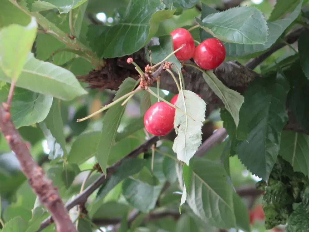 Real cherries on a tree!