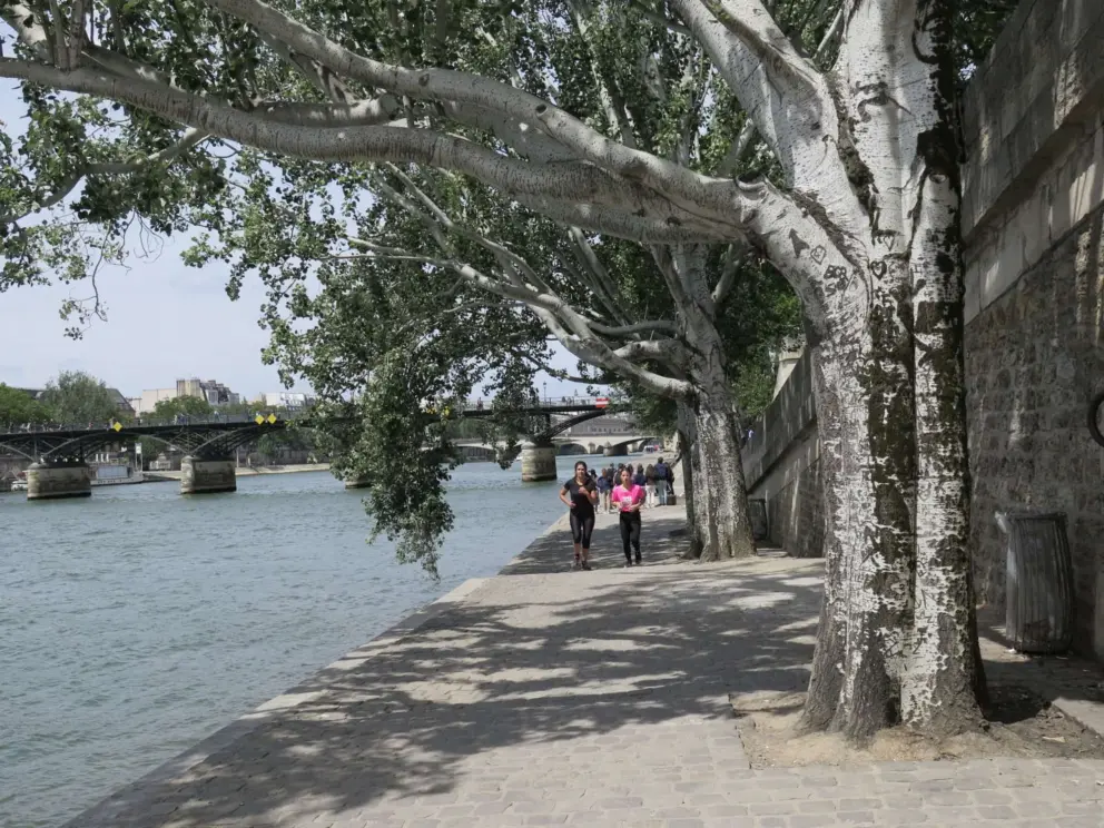 A lovely spot on the promenade, with shade from the trees, near Pont des Arts. 
