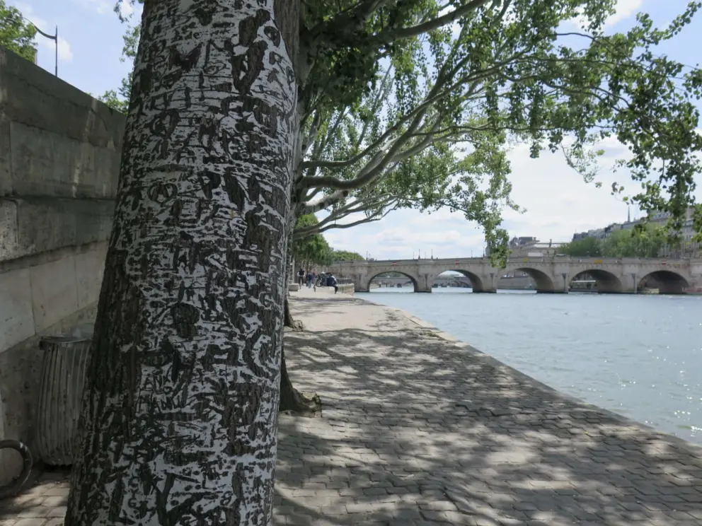 Tree trunk by the river. 