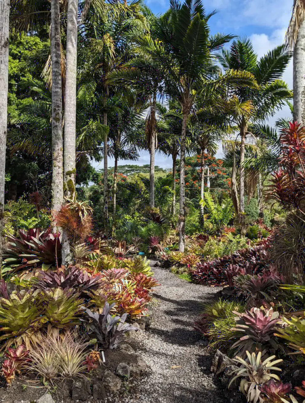 The path and palms straight ahead. 