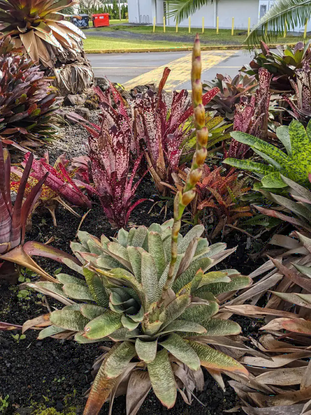 Bromeliad with flower. 