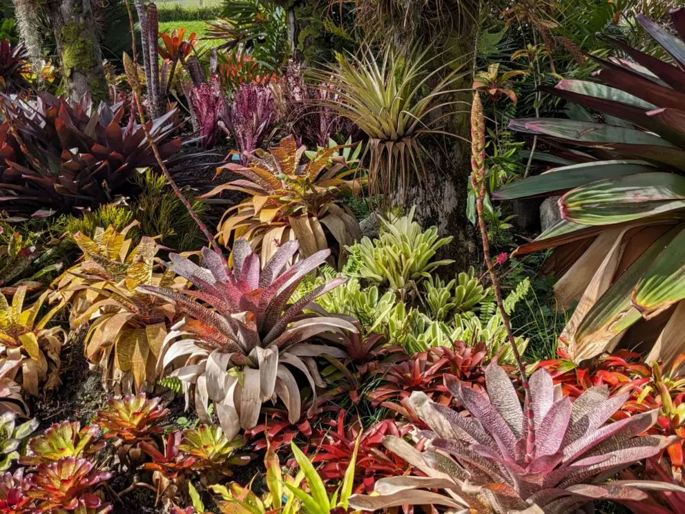 Bromeliads of all different colors. 