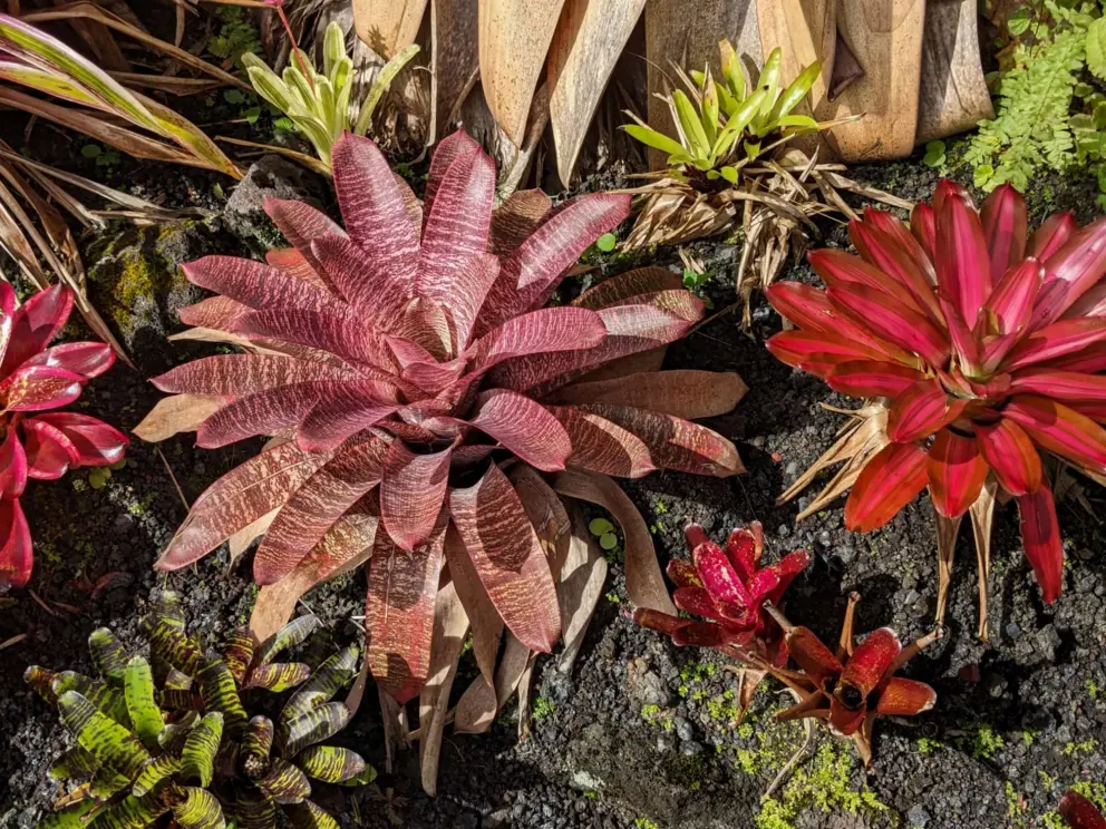 Bromeliads of interesting patterns. 