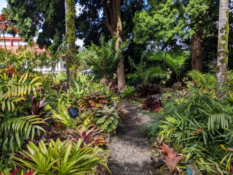 Ferns under the tall trees. 