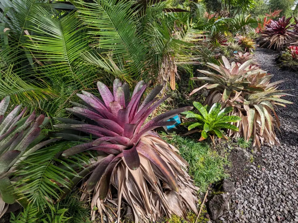 Bromeliads and pretty palms. 