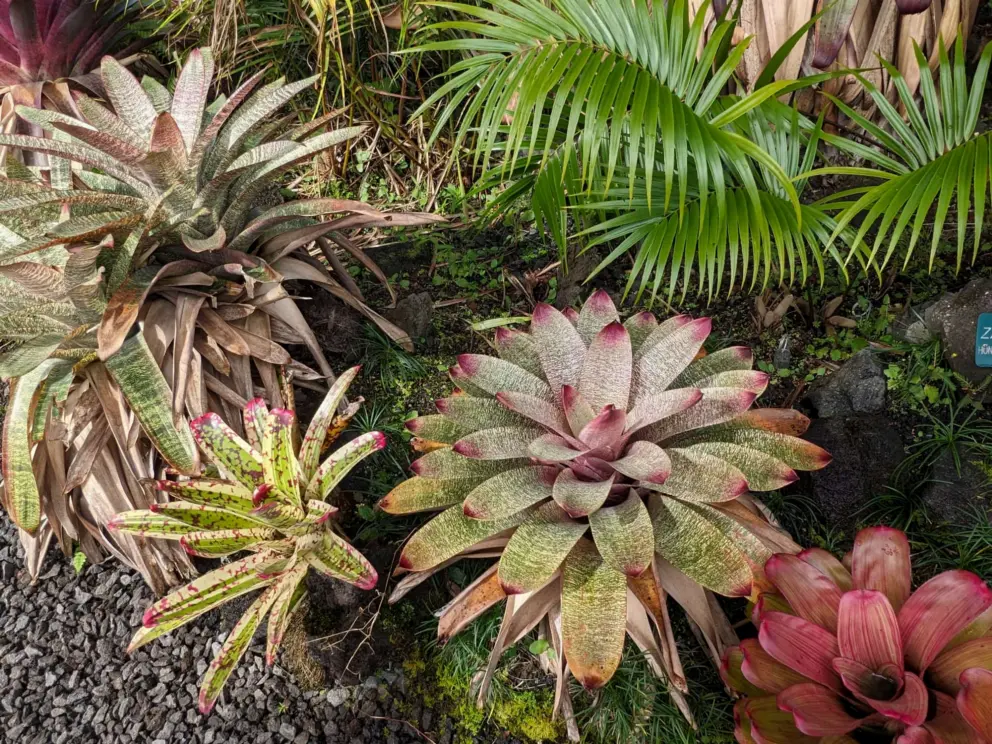Bromeliads with army and criss cross patterns!