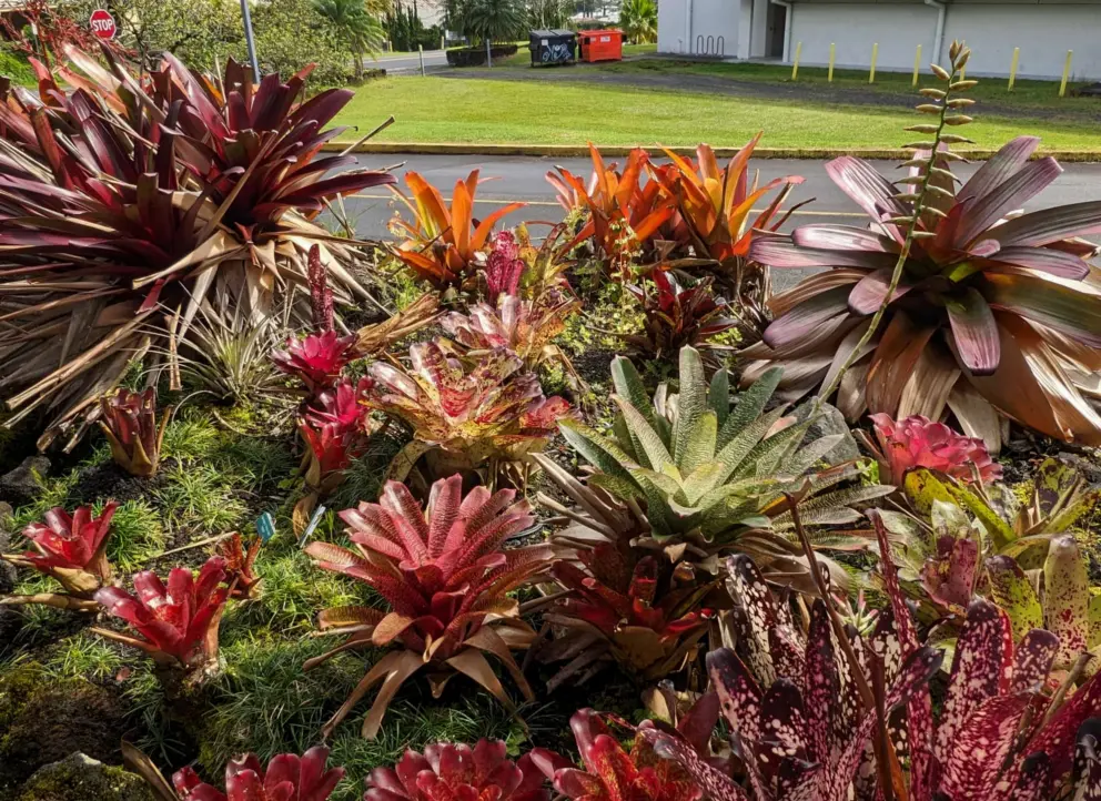 Bromeliads and their flowers.