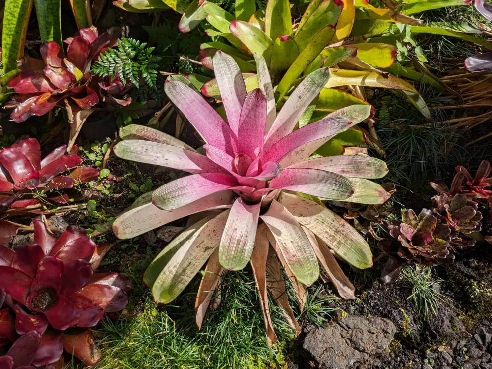 Pink and green bromeliad. 