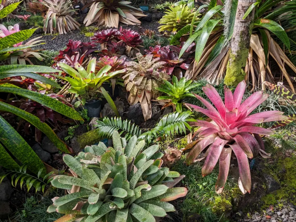 Bromeliads of many shades. 