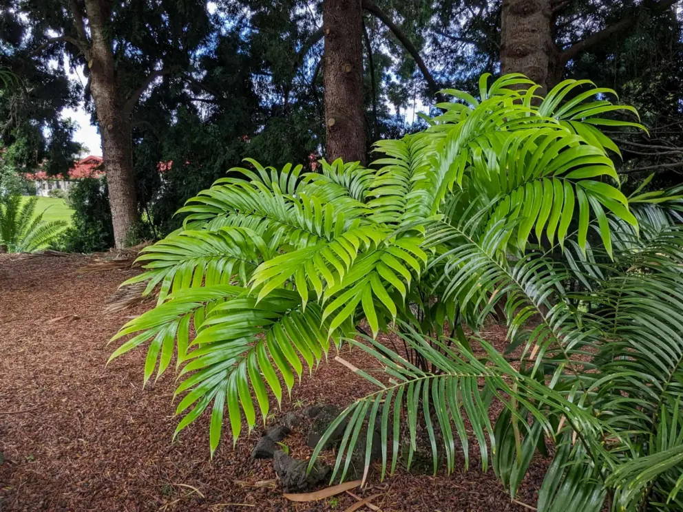 A bright green plant, and pine trees in the distance. 