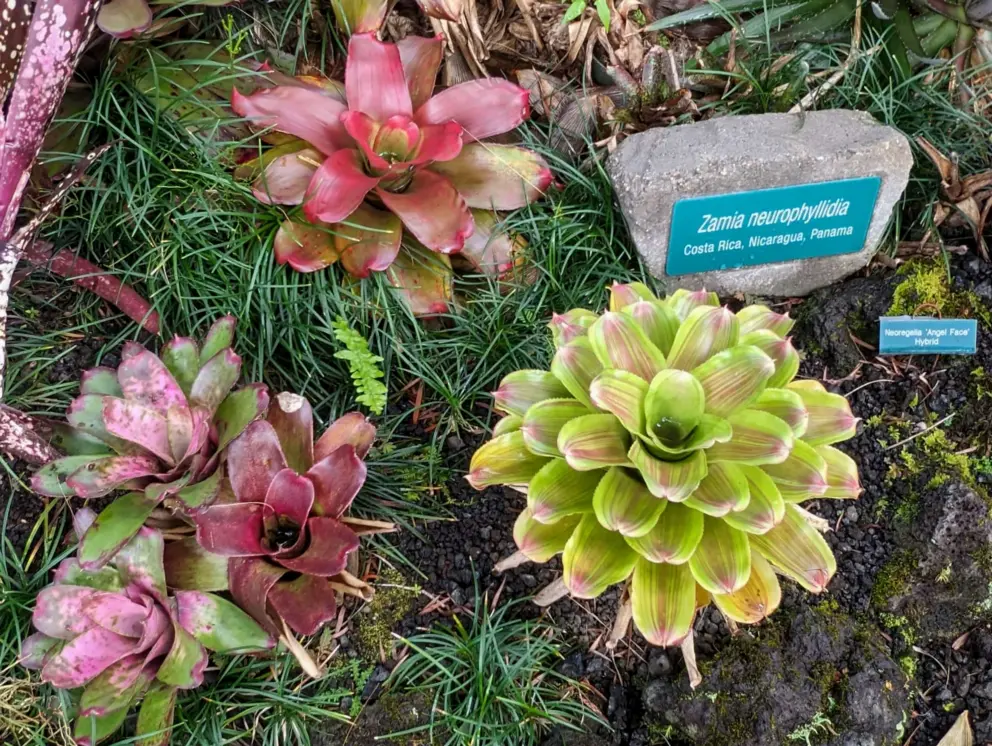 Plant label on a rock. 