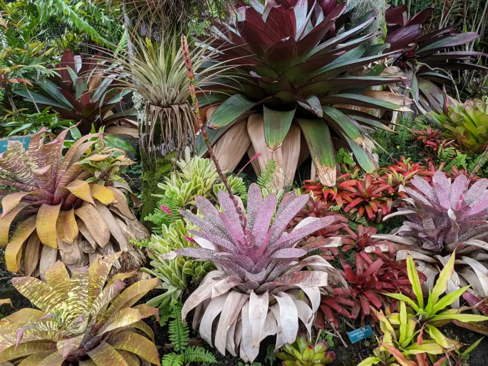 Bromeliads of rich shades of red. 