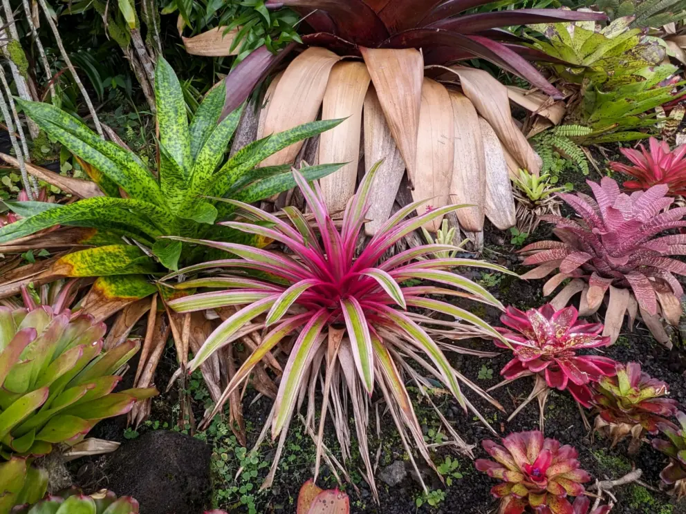 Stripey green and pink plant in deep hues. 