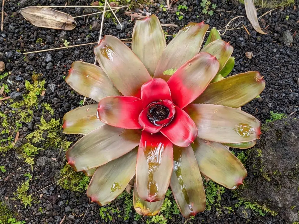 Red and green bromeliad. 