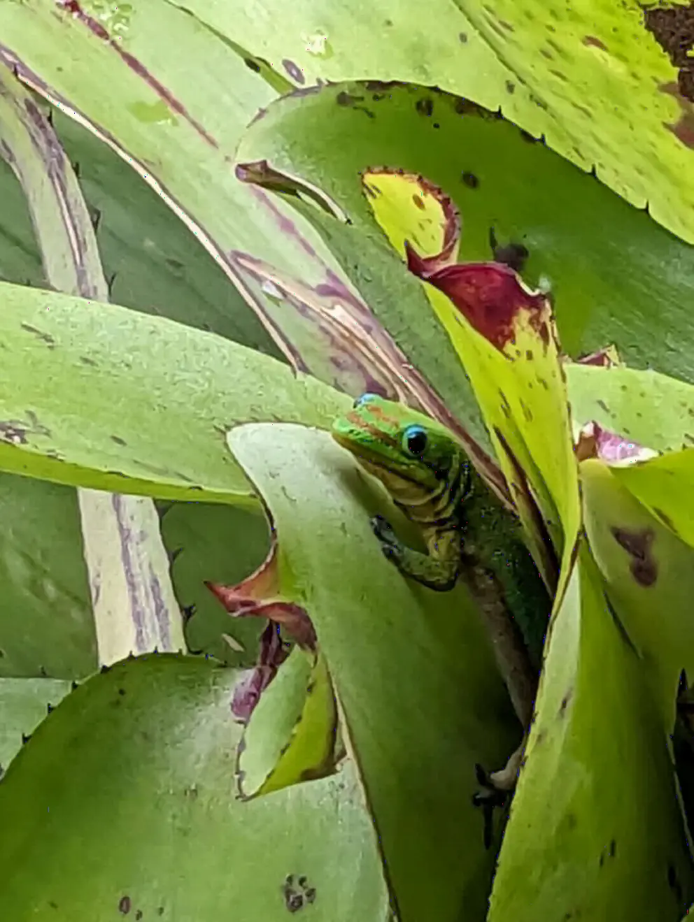 Gecko poking out from the plants. 