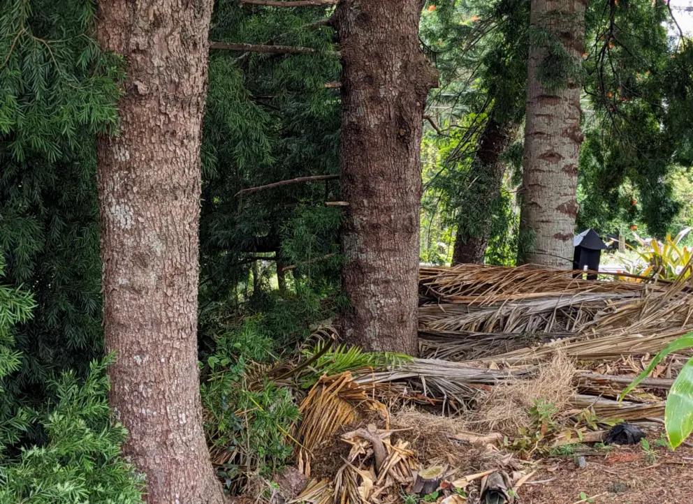 Pine trees with thick trunks. 