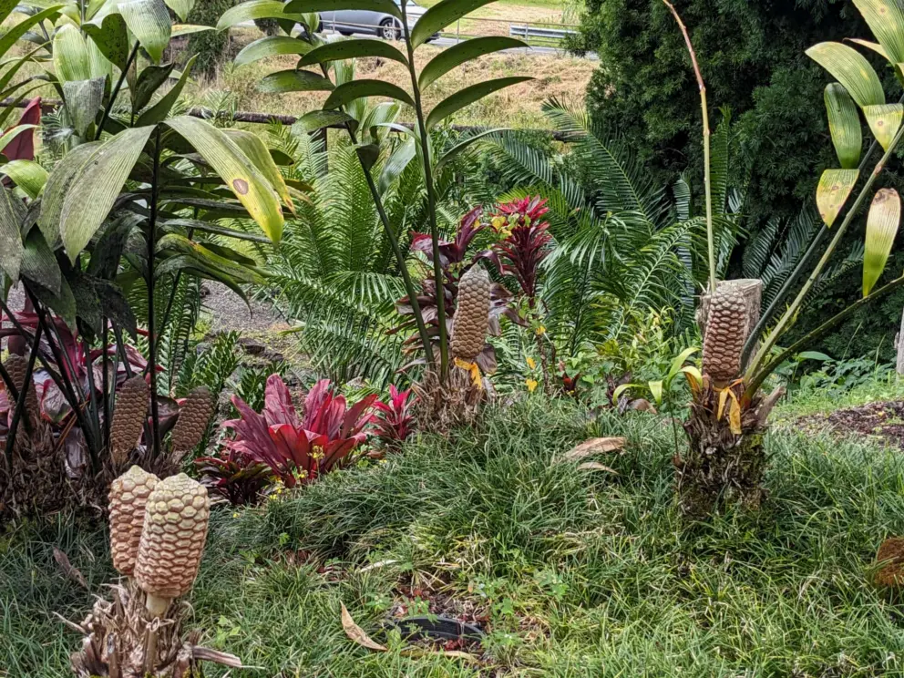 The cones have a cute shape. 