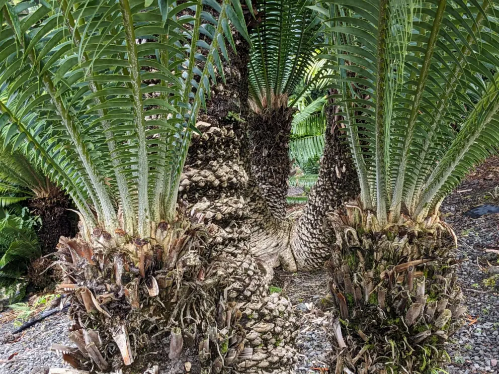 Dioon Spinulosum from Mexico, Oaxaca.