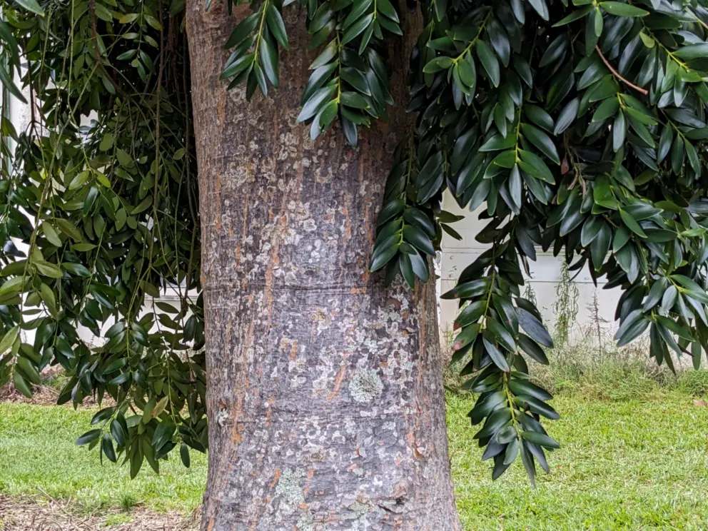 Glossy leaves on a tree. 