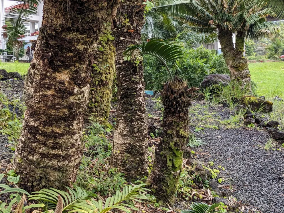 This is an area with much moisture!