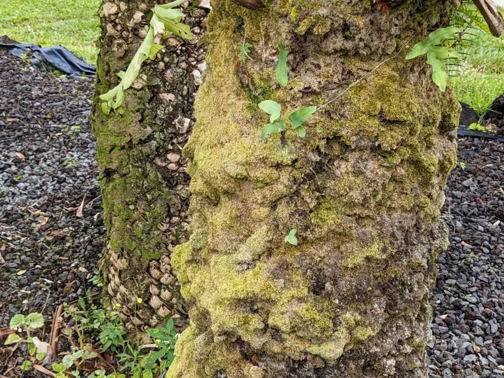 Moss growing on trunks. 