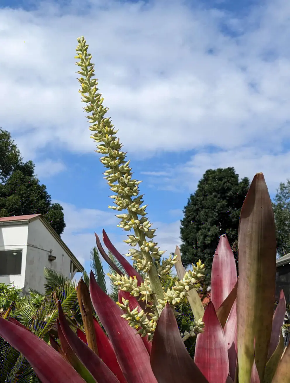 Flower stretching to the sky.