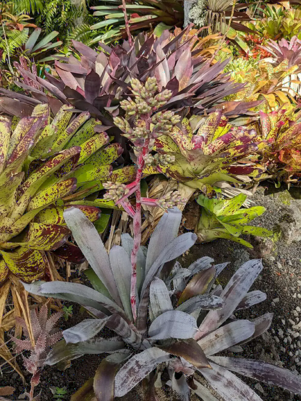 Flower poking up from a bromeliad. 