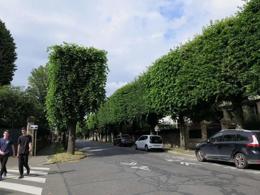 Wonderful tree-lined streets. 