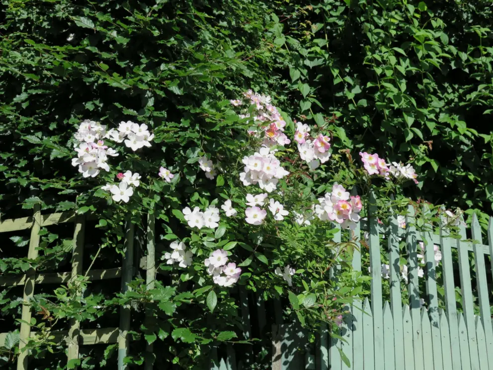 Flowers spilling over a fence near the groves. 
